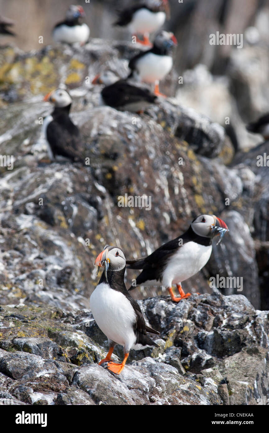 Puffins on the Isle of May in The Firth of Forth , Scotland Stock Photo Alamy