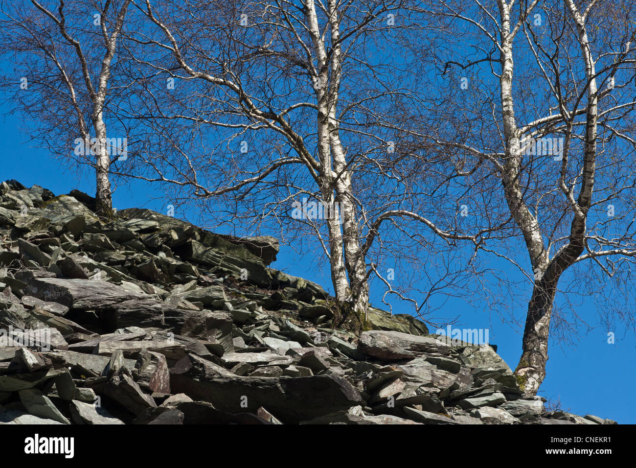 Birch trees growing out of slate spoil heap, Great Langdale, Cumbria Stock Photo