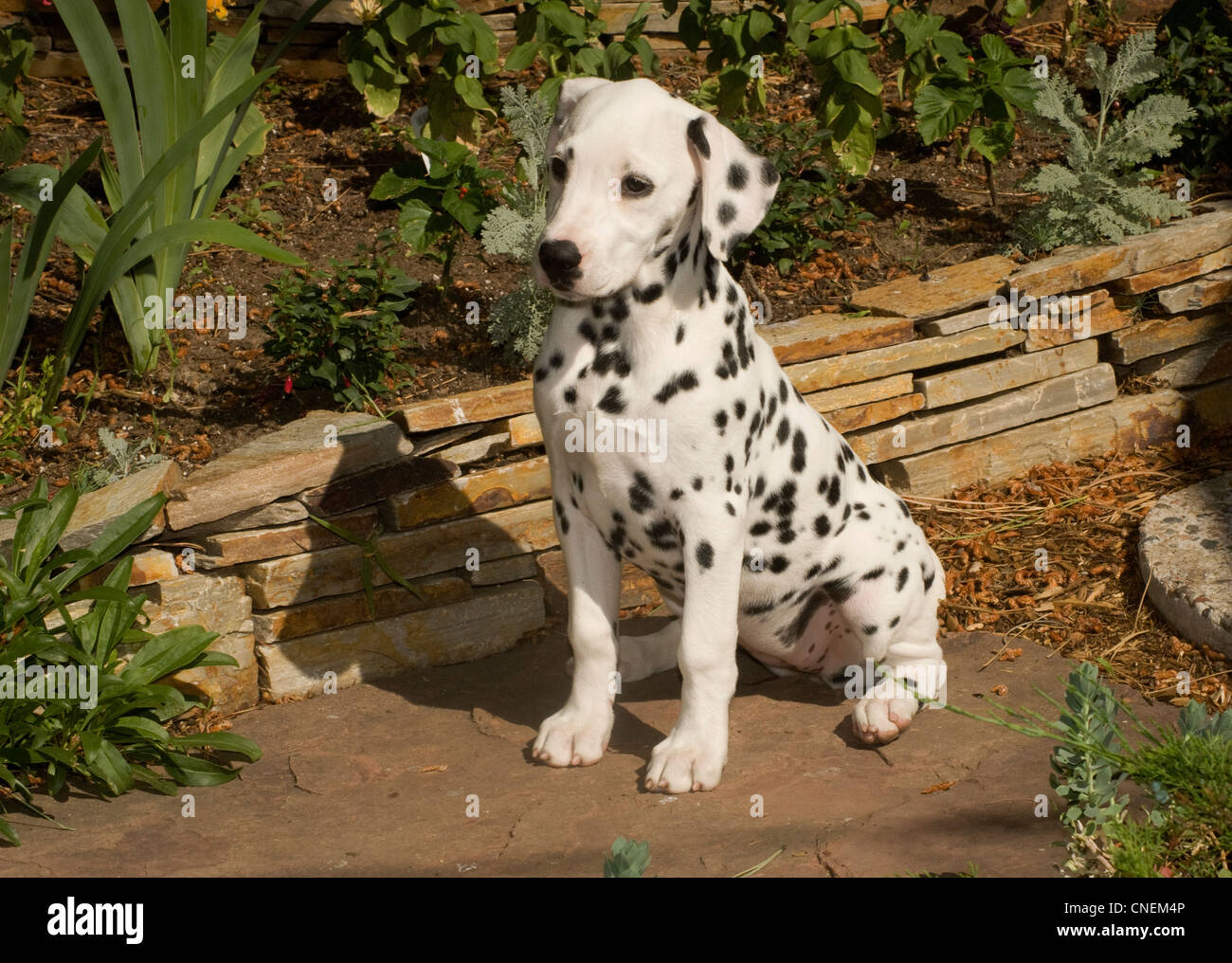 Dalmation puppy sitting Stock Photo - Alamy