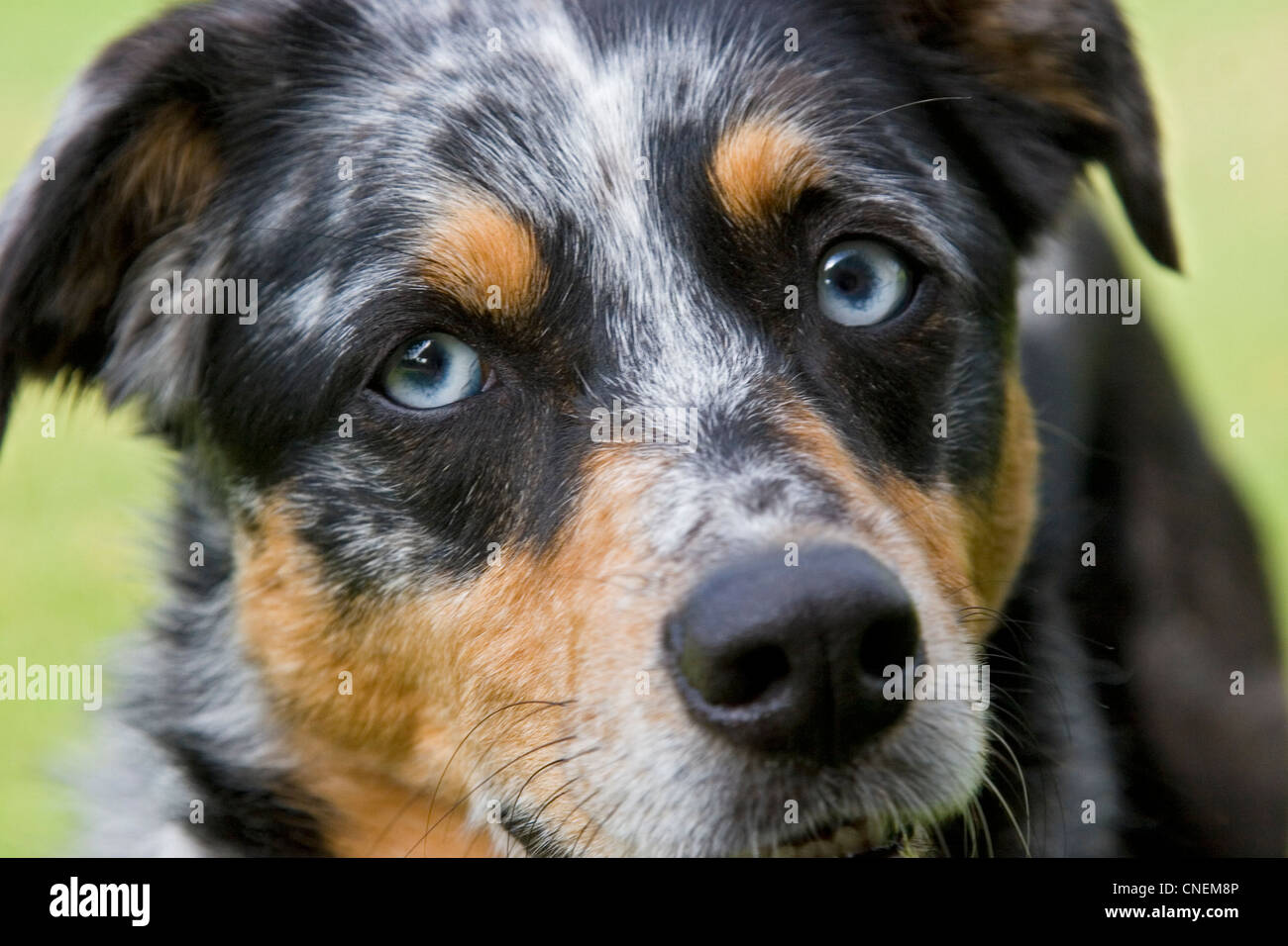 dogs with light eyes