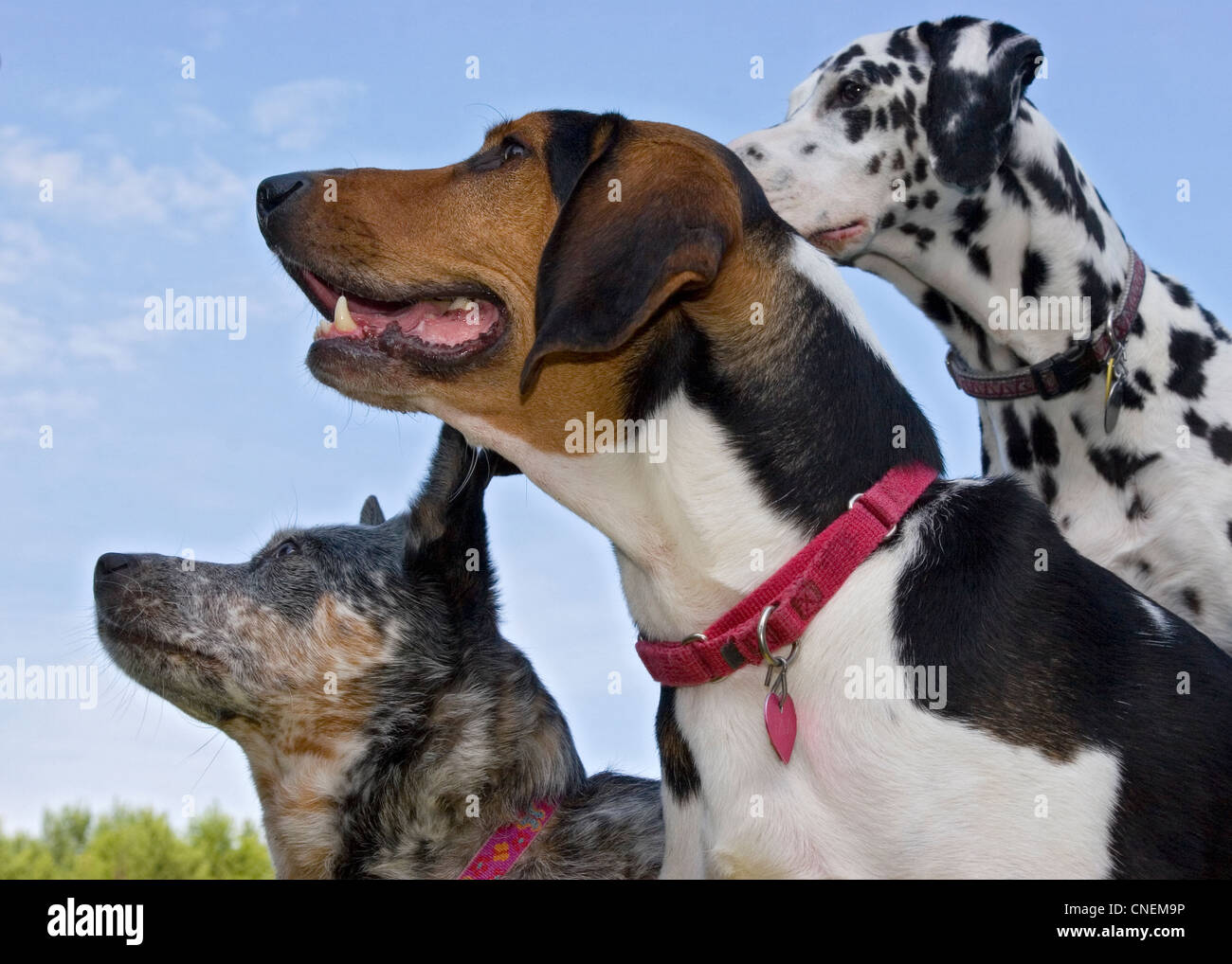 Three dogs, blue healer, dalmatian and hound dog Stock Photo
