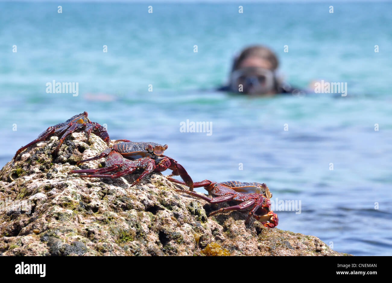 Sally Lightfoot crabs and snorkeler, Sea of Cortez, Baja California, Mexico. Stock Photo