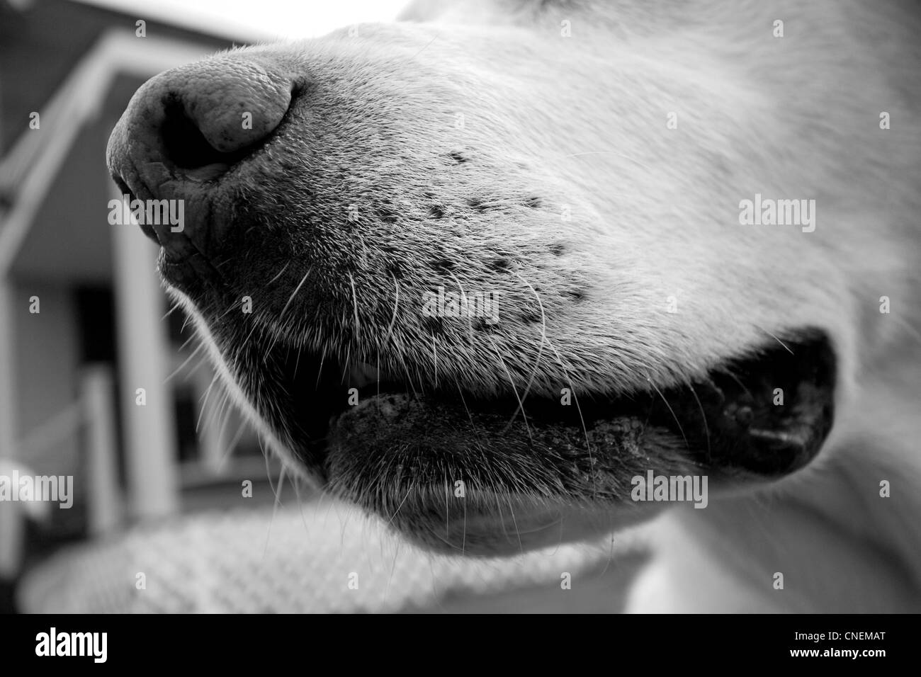 Labrador dog, yellow lab muzzle mouth nose"dog nose Stock Photo Alamy