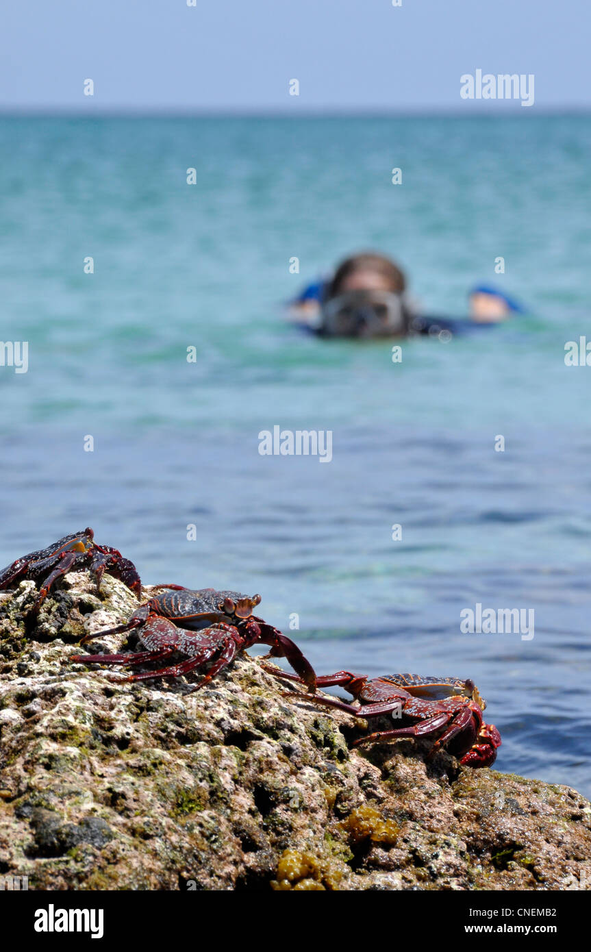 Sally Lightfoot crabs and snorkeler, Sea of Cortez, Baja California, Mexico. Stock Photo