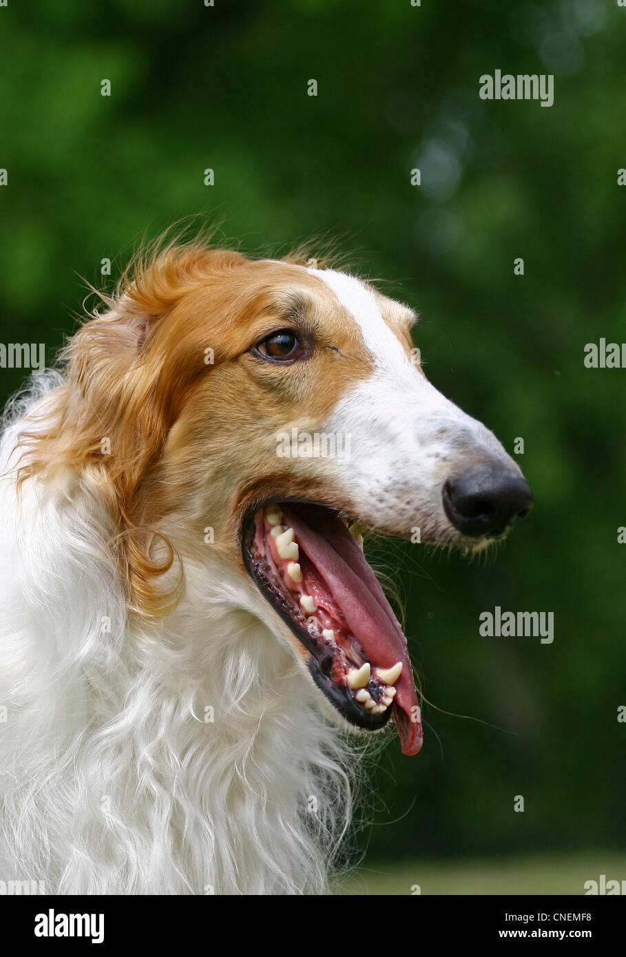 Two colours borzoi dog portrait Stock Photo Alamy