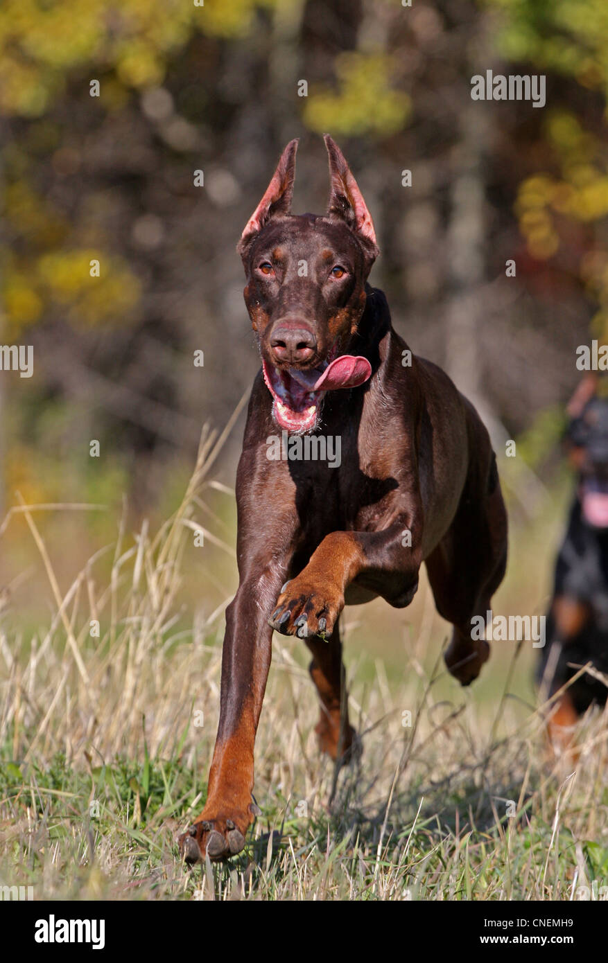 Brown doberman dog running fast Stock Photo