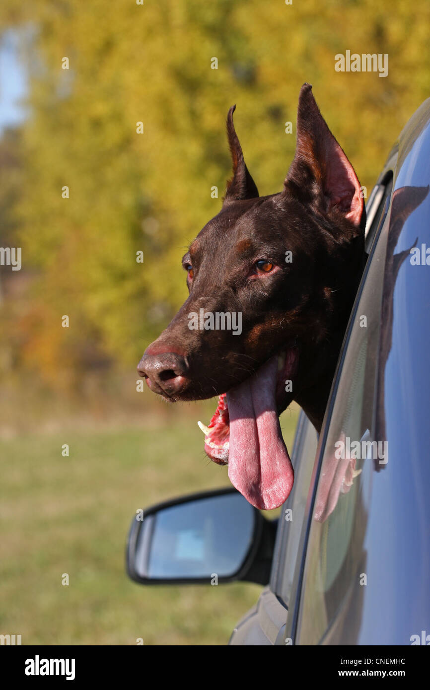 Dog sticking his head out of a car window Stock Photo Alamy