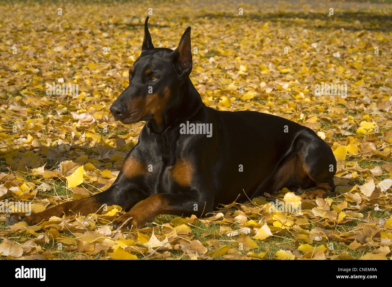 Doberman Pinscher lying down in autumn leaves Stock Photo Alamy