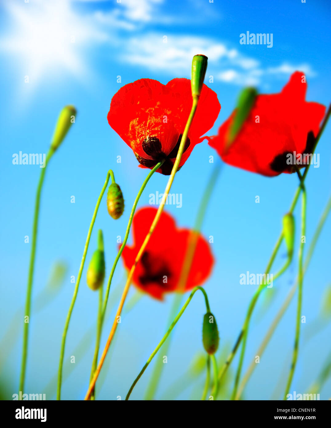Red poppy flowers meadow over blue clear sky background Stock Photo - Alamy