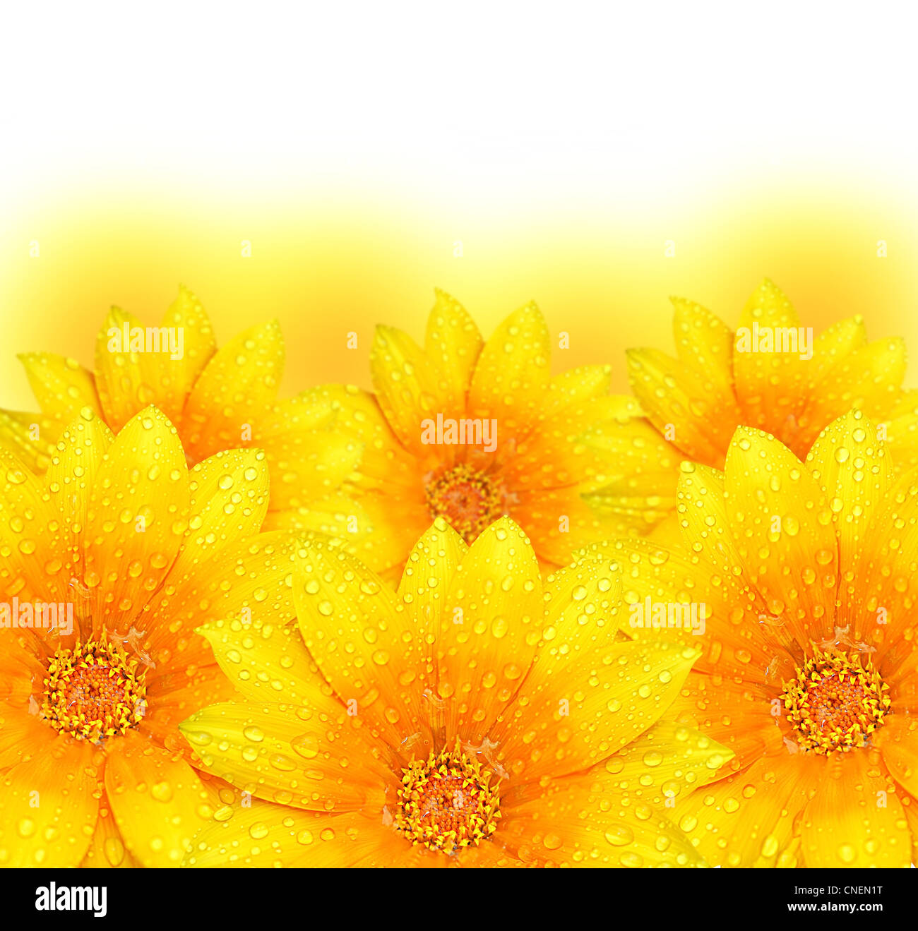 Abstract yellow flowers border background, extreme closeup with soft