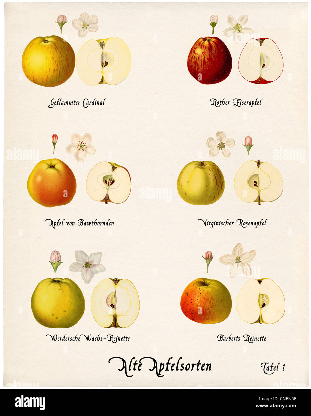 Collage with illustrations of apple varieties in historic style on old paper Stock Photo