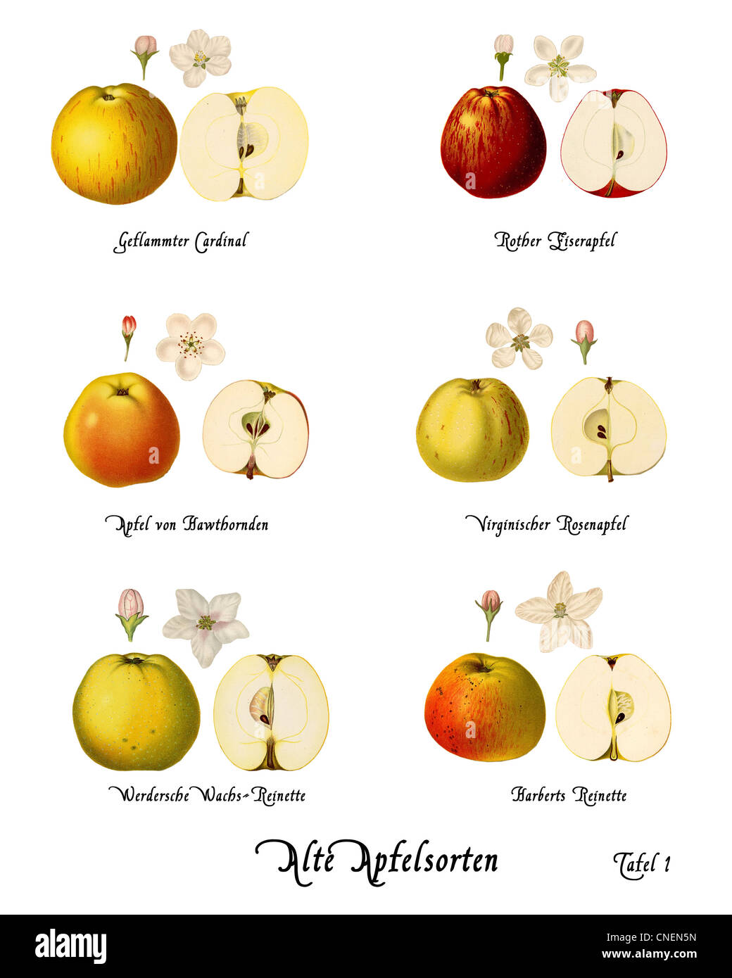 Collage with illustrations of apple varieties with captions, isolated Stock Photo