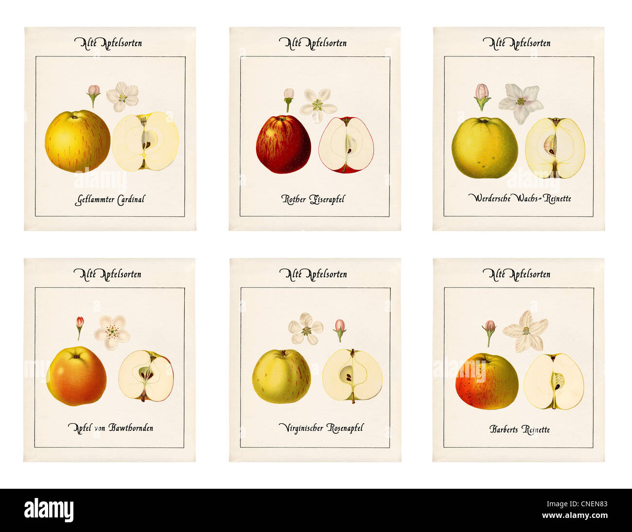 6 plates with illustrations of apple varieties in historic style on old paper Stock Photo