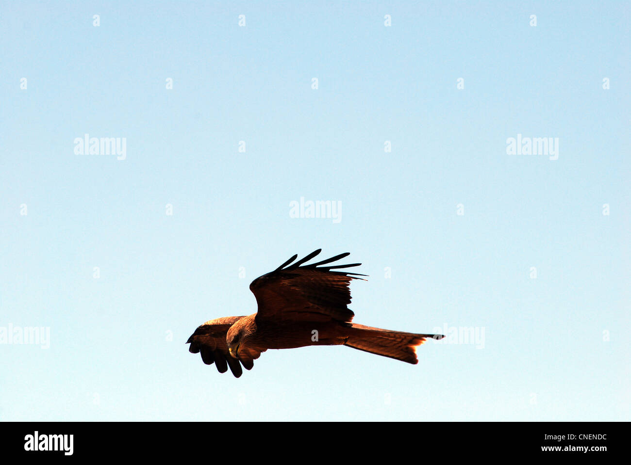 Egyptian kite hires stock photography and images Alamy
