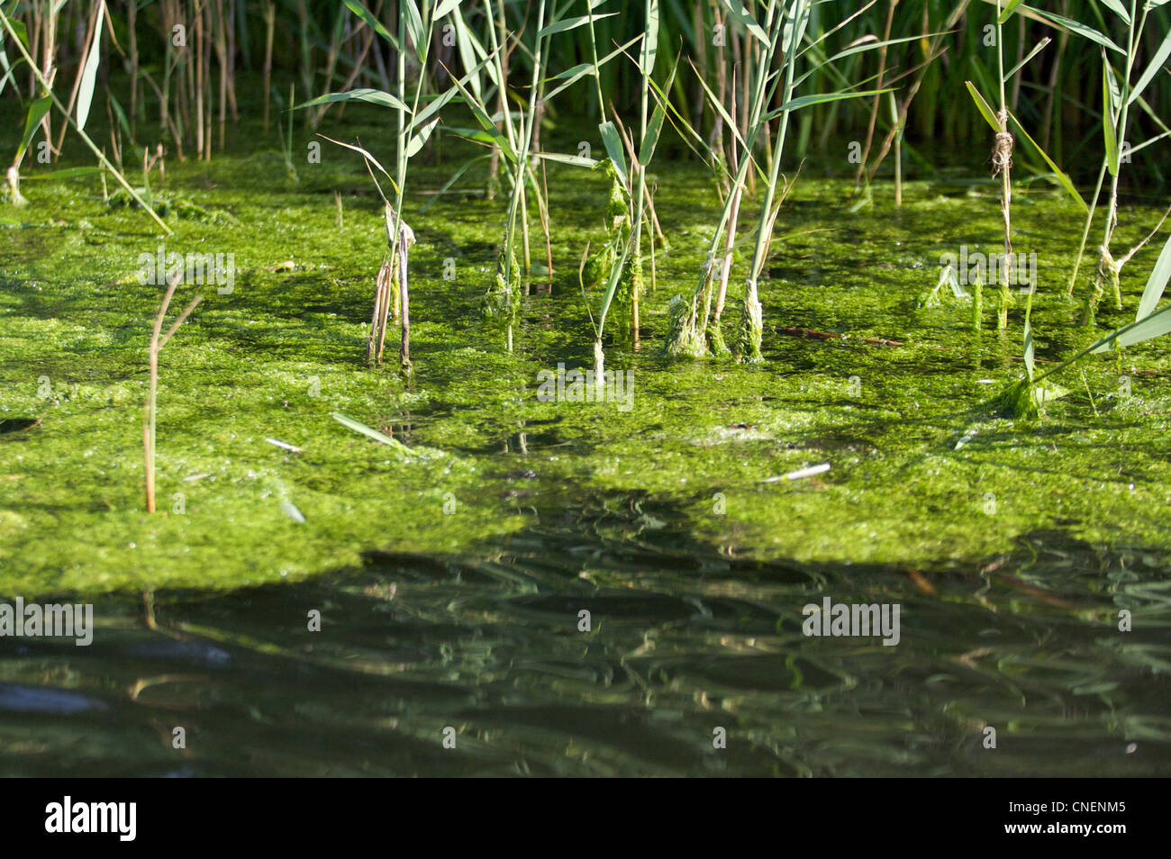 weeds, invasive on waterway, lily broads, Norfolk,UK Stock Photo