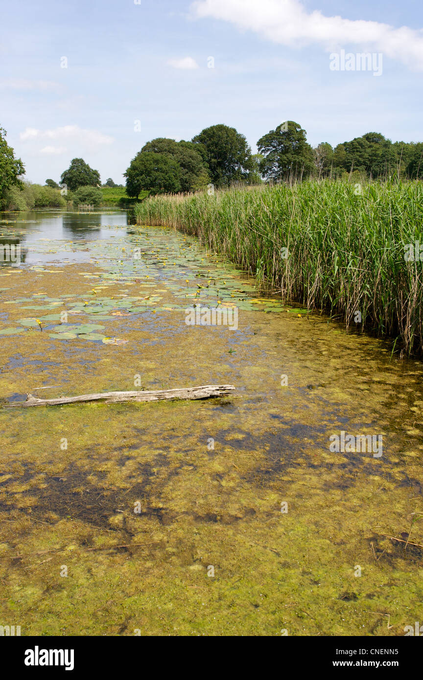 Australian marsh stonecrop, invasive on waterway, Stock Photo