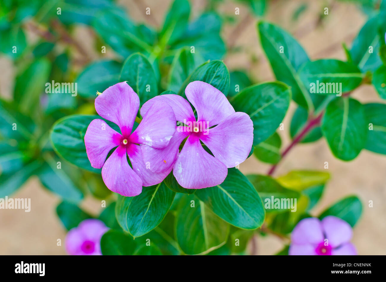 Impatiens walleriana / Balsam / Busy / Lizzy flowers with pink color