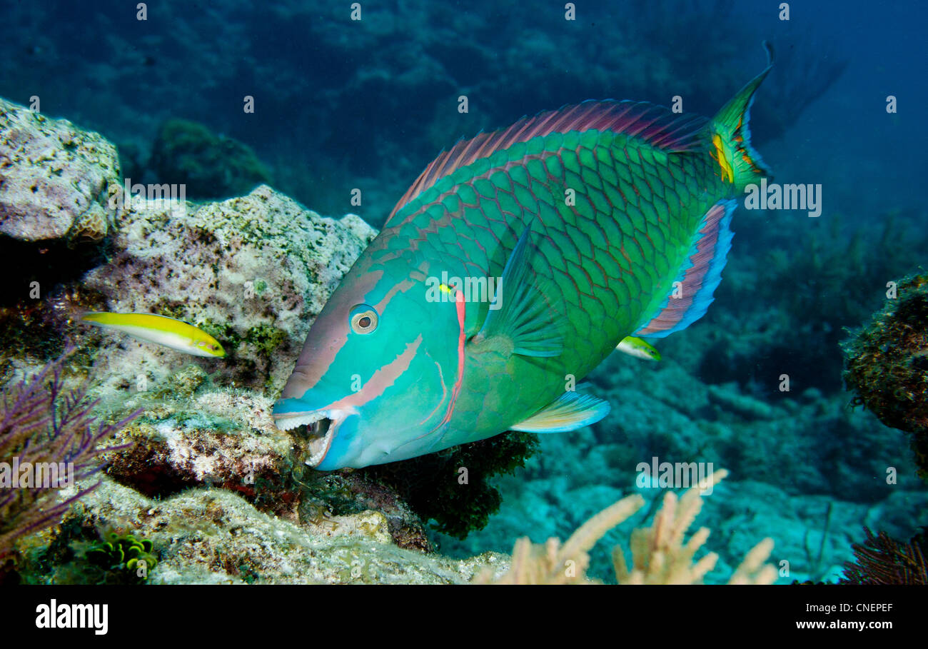 Stoplight parrotfish eating algae off of coral Stock Photo Alamy