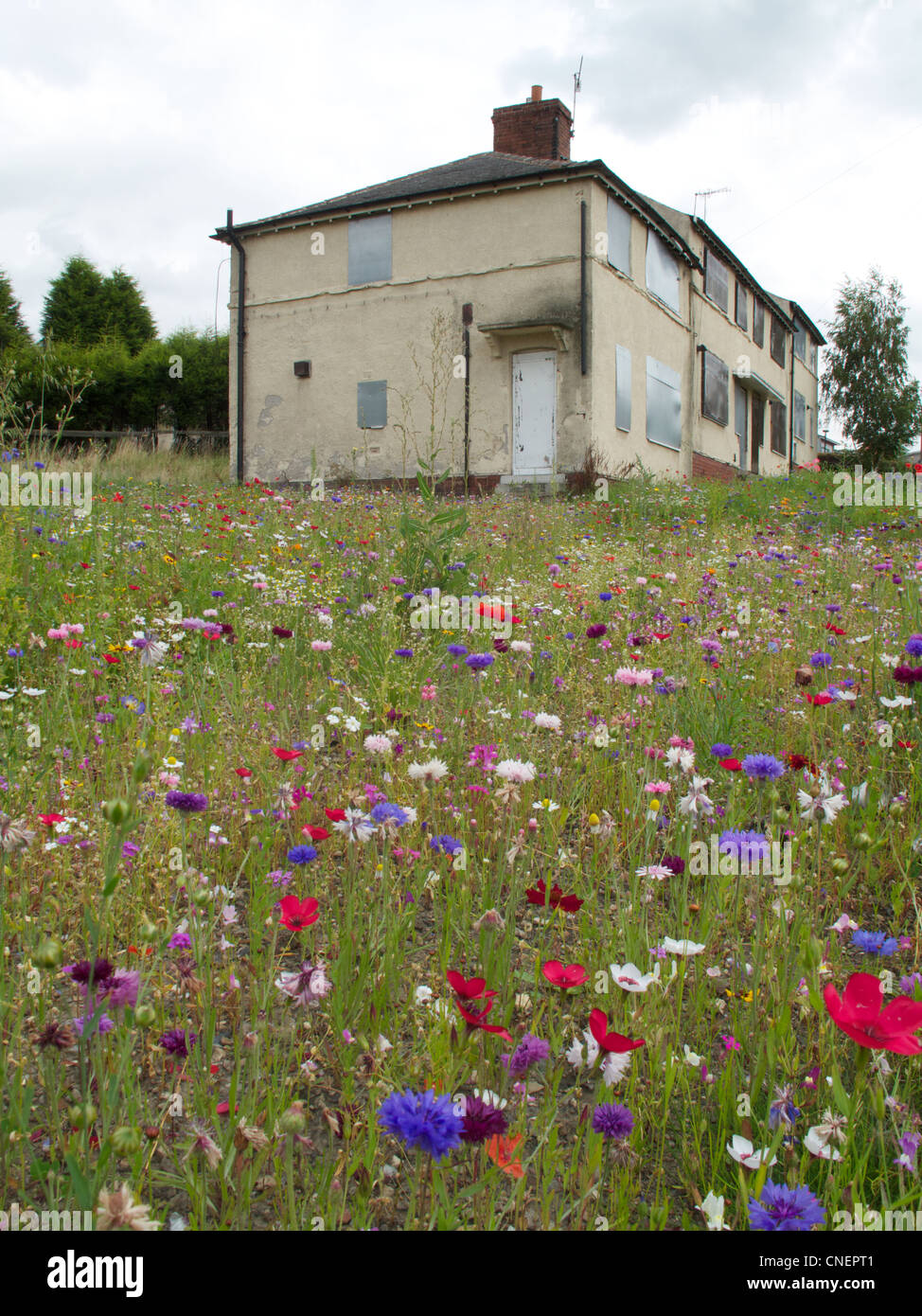 Derelict houses awaiting demolition surrounded by wild flowers Stock Photo