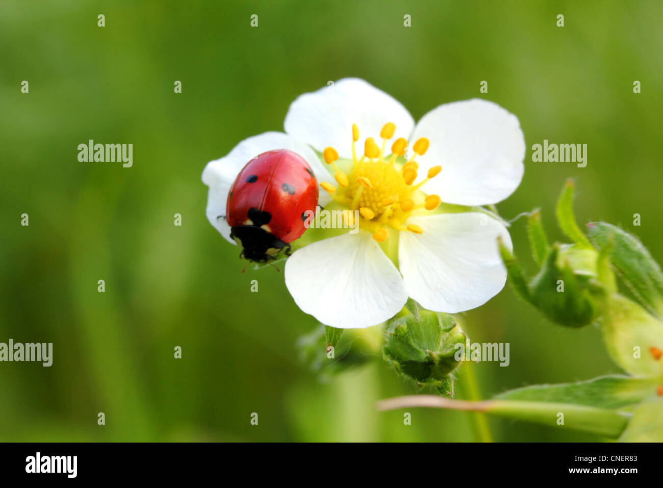 ladybug on wild strawberry flower macro Stock Photo - Alamy