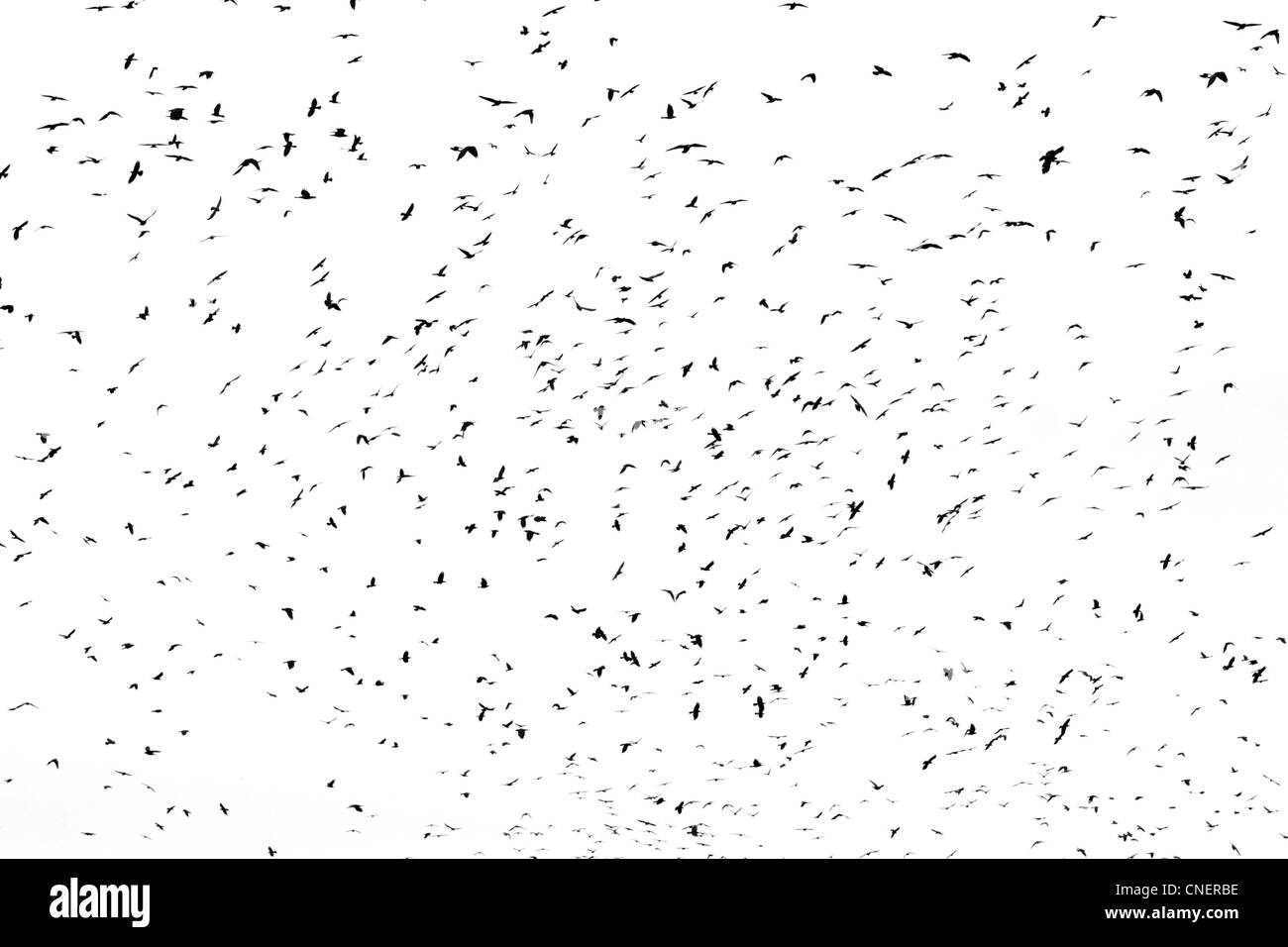 Large flock black bird Cut Out Stock Images Pictures Alamy Large flock black bird Cut Out Stock Images Pictures Alamy
