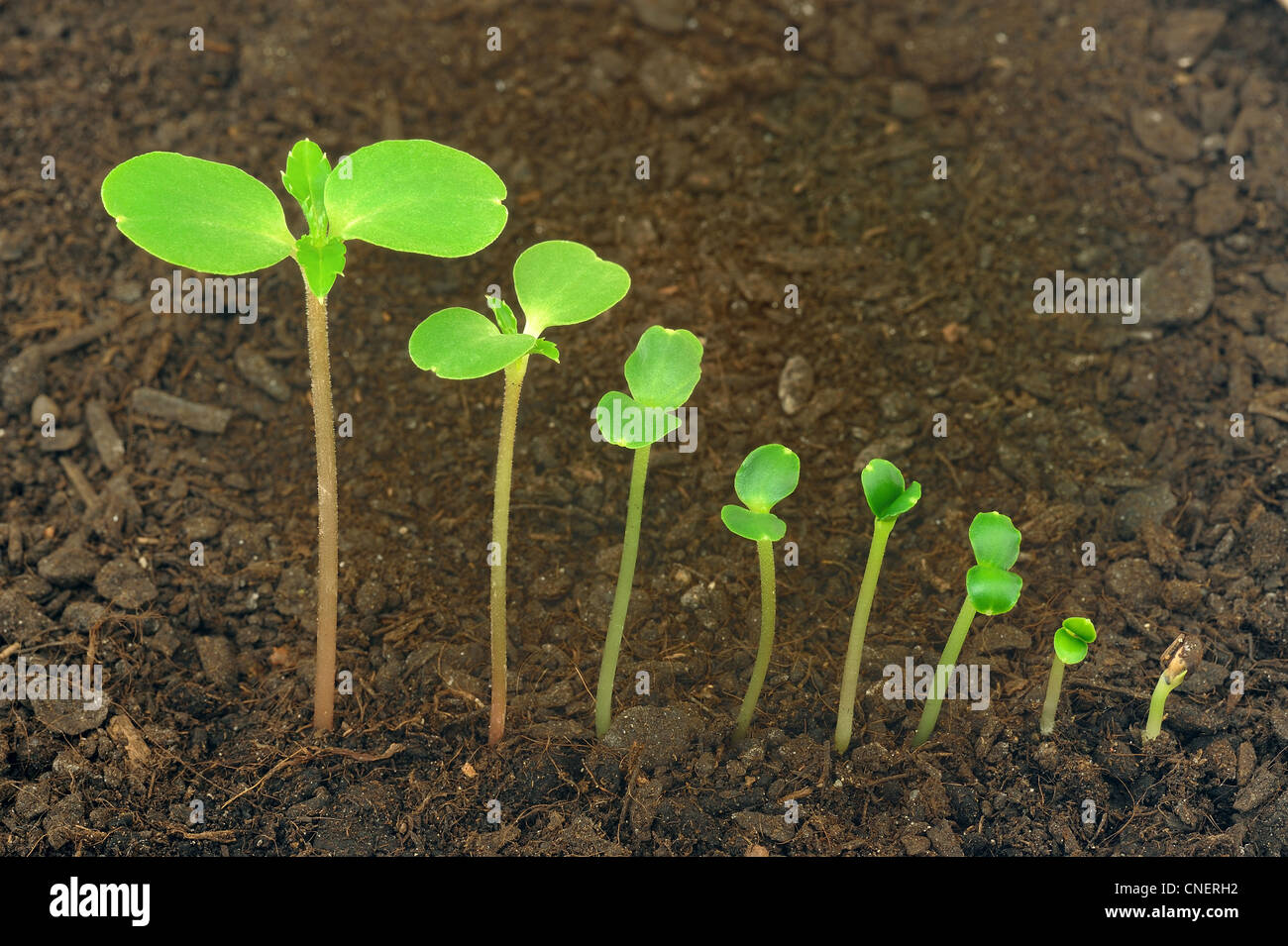 Sequence of Impatiens balsamina flower growing, evolution concept Stock Photo
