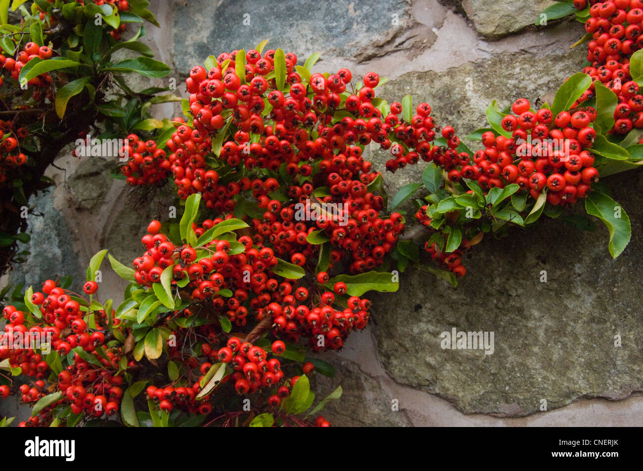 A Pyracantha With Red Berries Climbing A Stone Wall Stock Photo Alamy