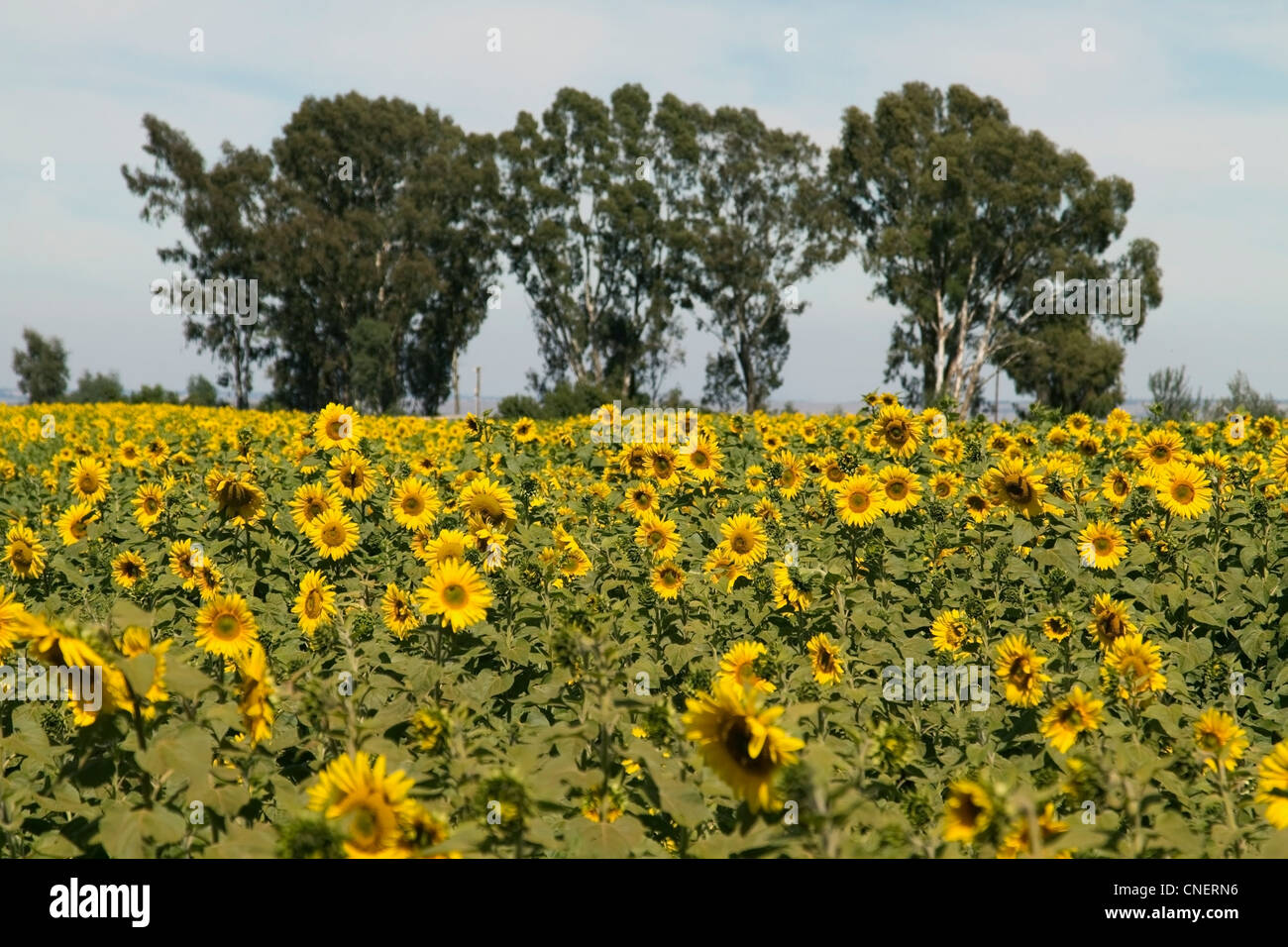 Sunflower field in Mpumalanga, South Africa Stock Photo Alamy