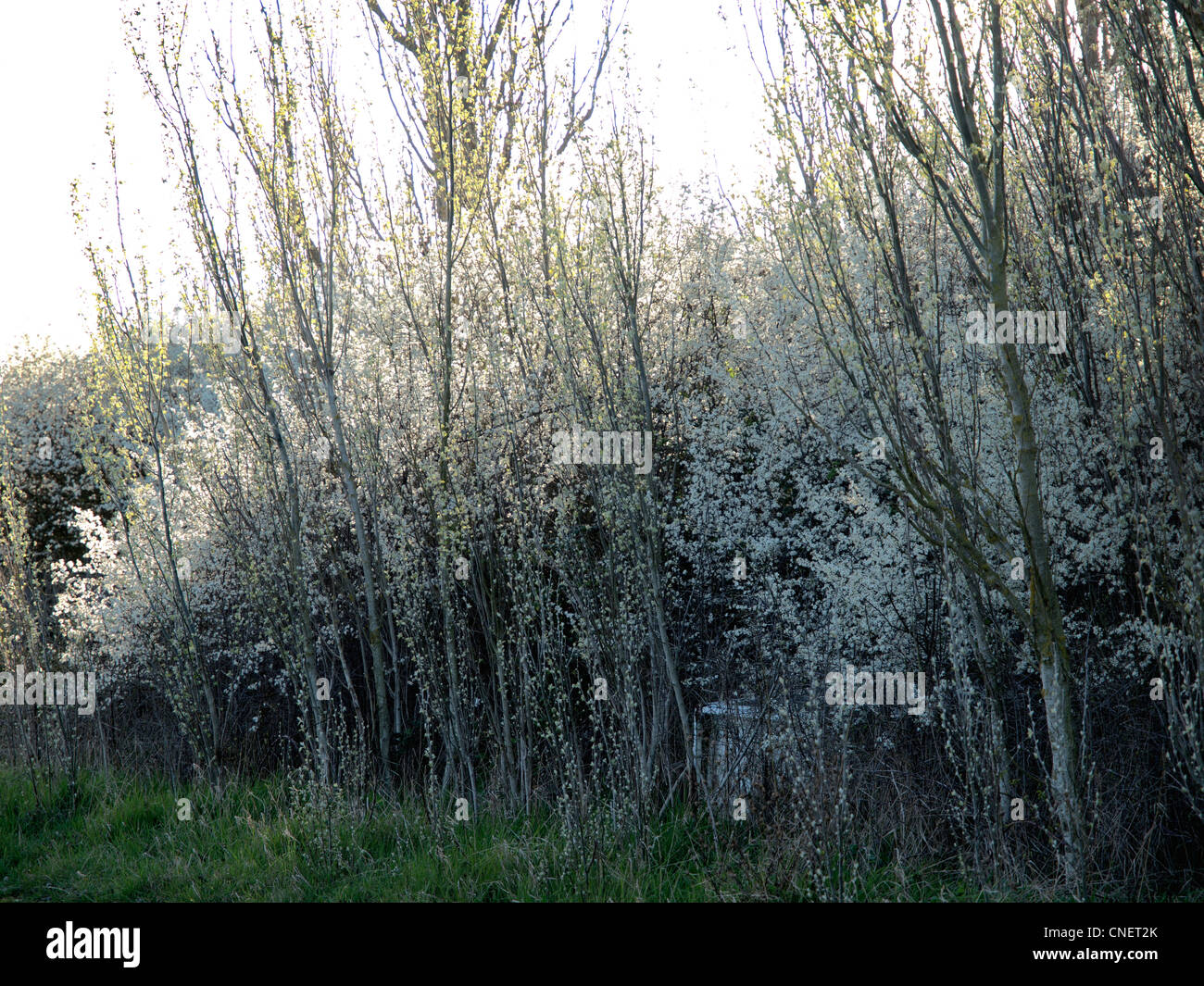 Spring Hedgerows Uk hedgerows spring hi-res stock photography and images - Alamy