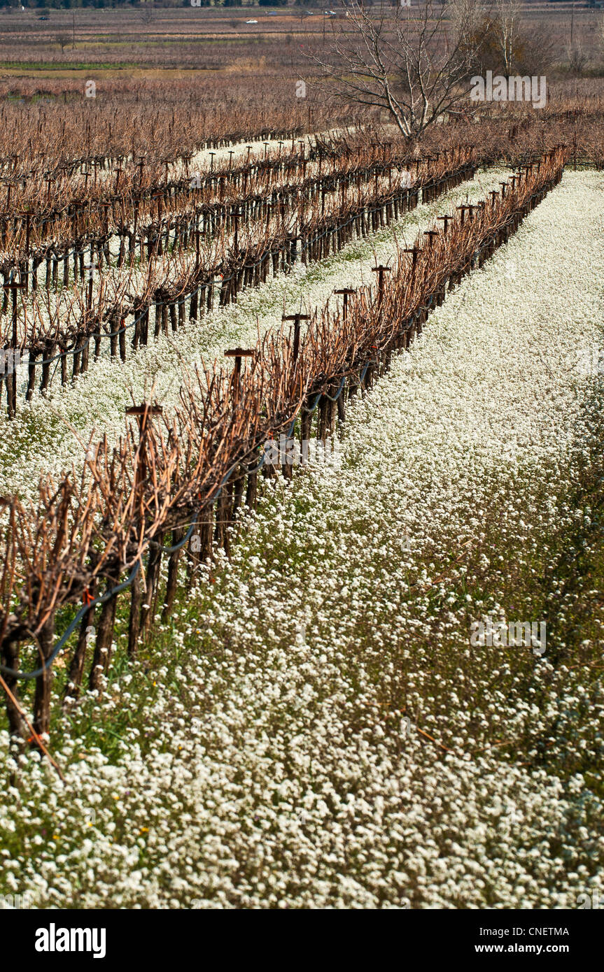 Carpets of wild flowers under the grape vines just before pruning in springtime, Nemea, Corinthia, Peloponnese, Greece Stock Photo