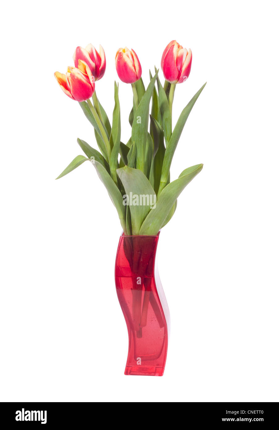 bouquet of fresh tulips on the white background Stock Photo - Alamy