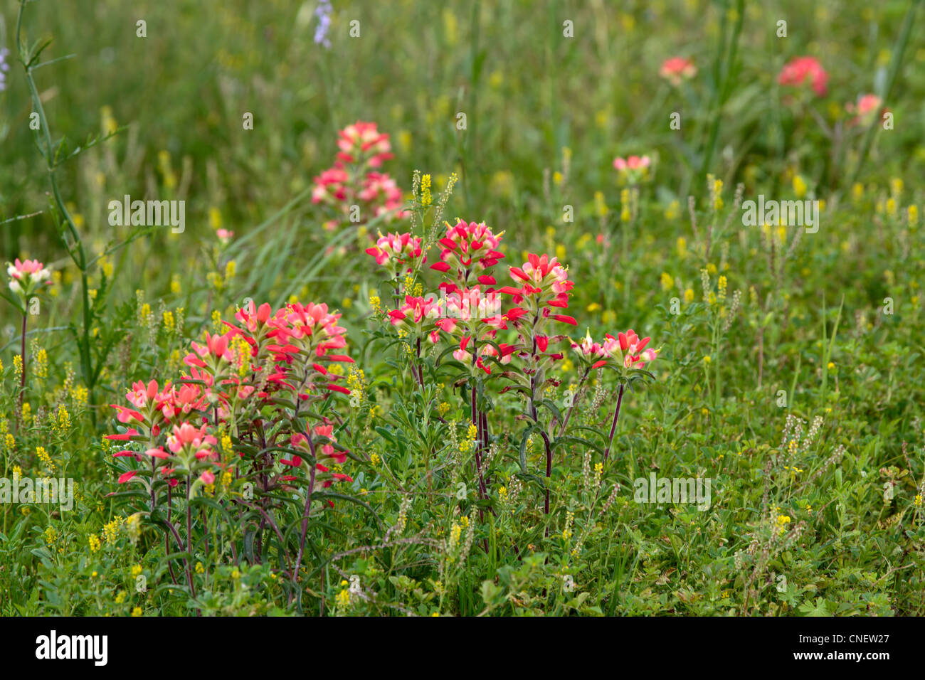 Texas wildflowers including Indian Paintbrush in a meadow at San Bernard NWR, Texas Stock Photo