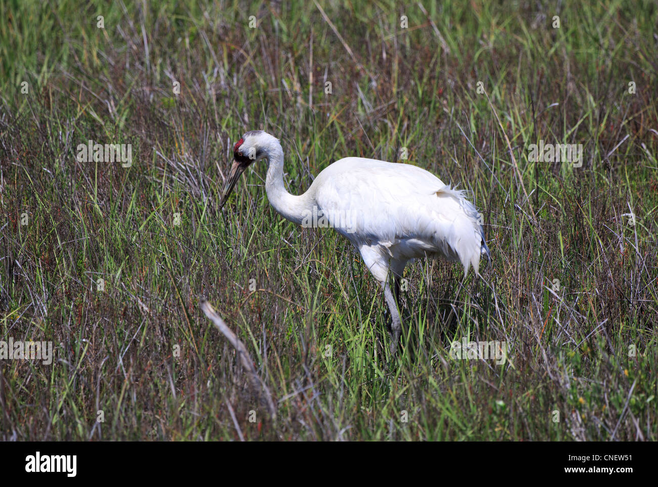 Whooping Crane, Grus americana, adult at Aransas N.W.R., Gulf Coast, Texas Stock Photo