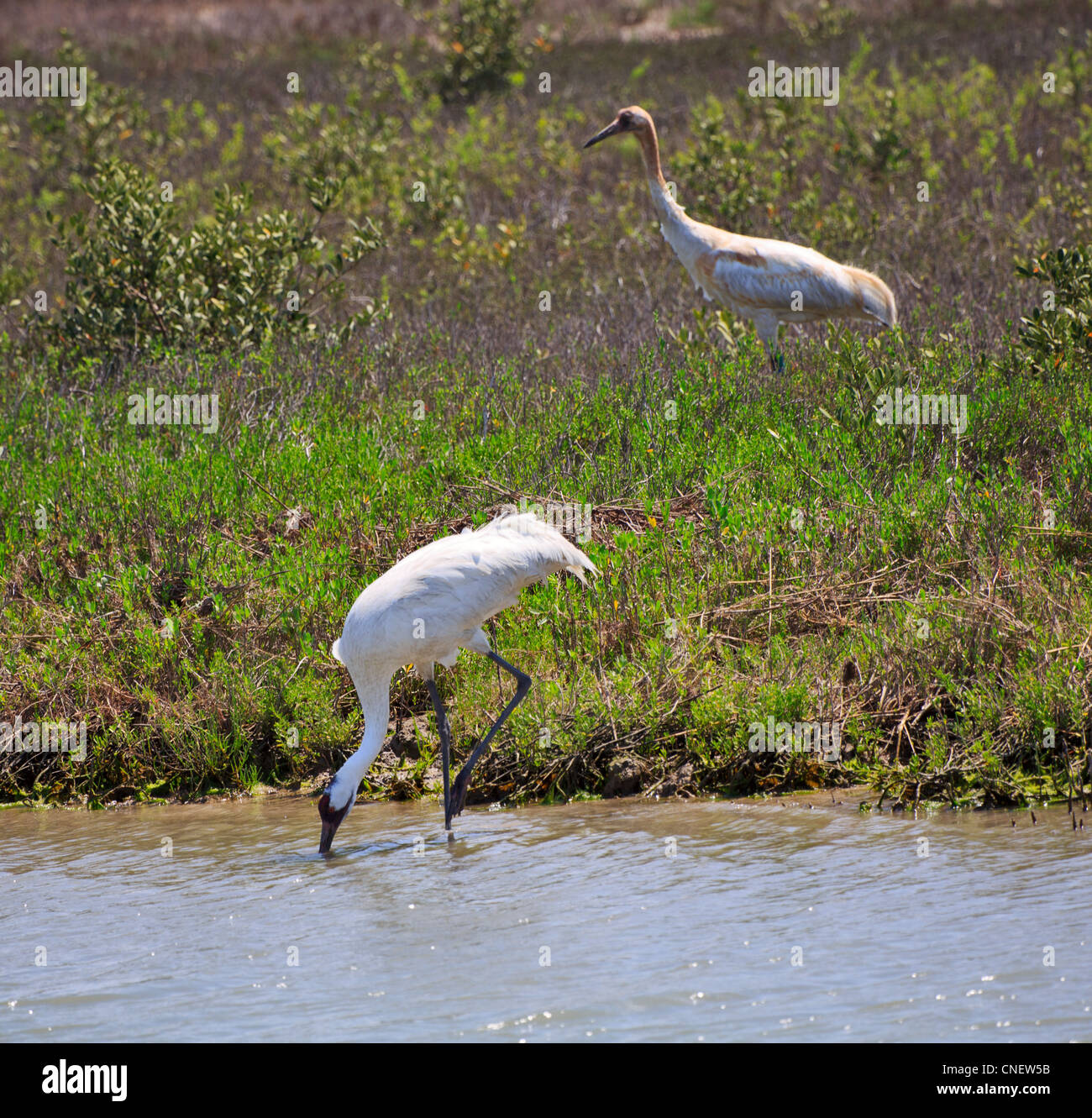 Whooping Cranes, Grus americana, parent with chick at Aransas N.W.R., Gulf Coast, Texas Stock Photo