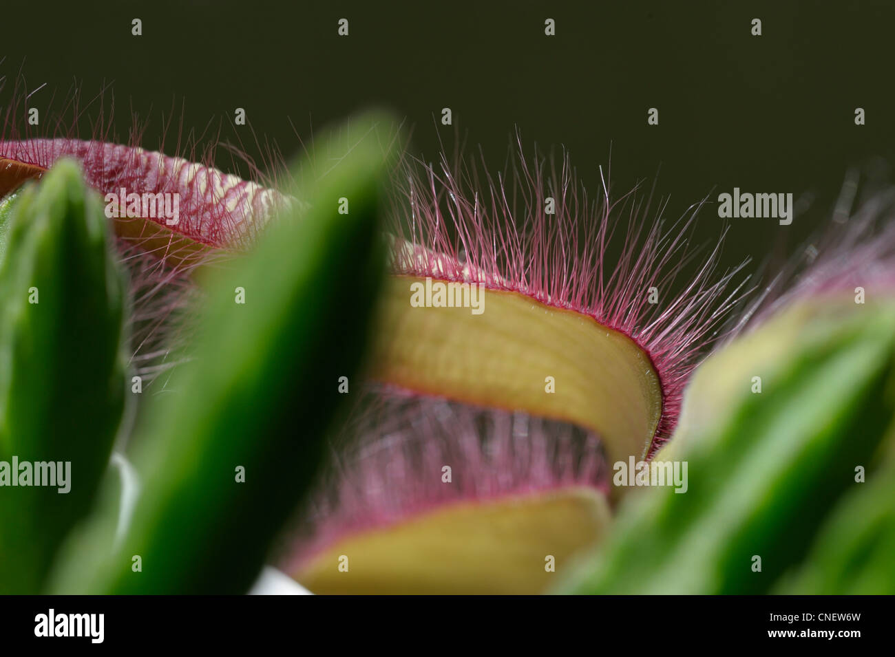 Stapelia gettleffii flower Stock Photo