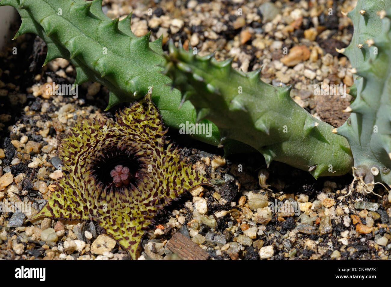 Huernia hystrix flower Stock Photo