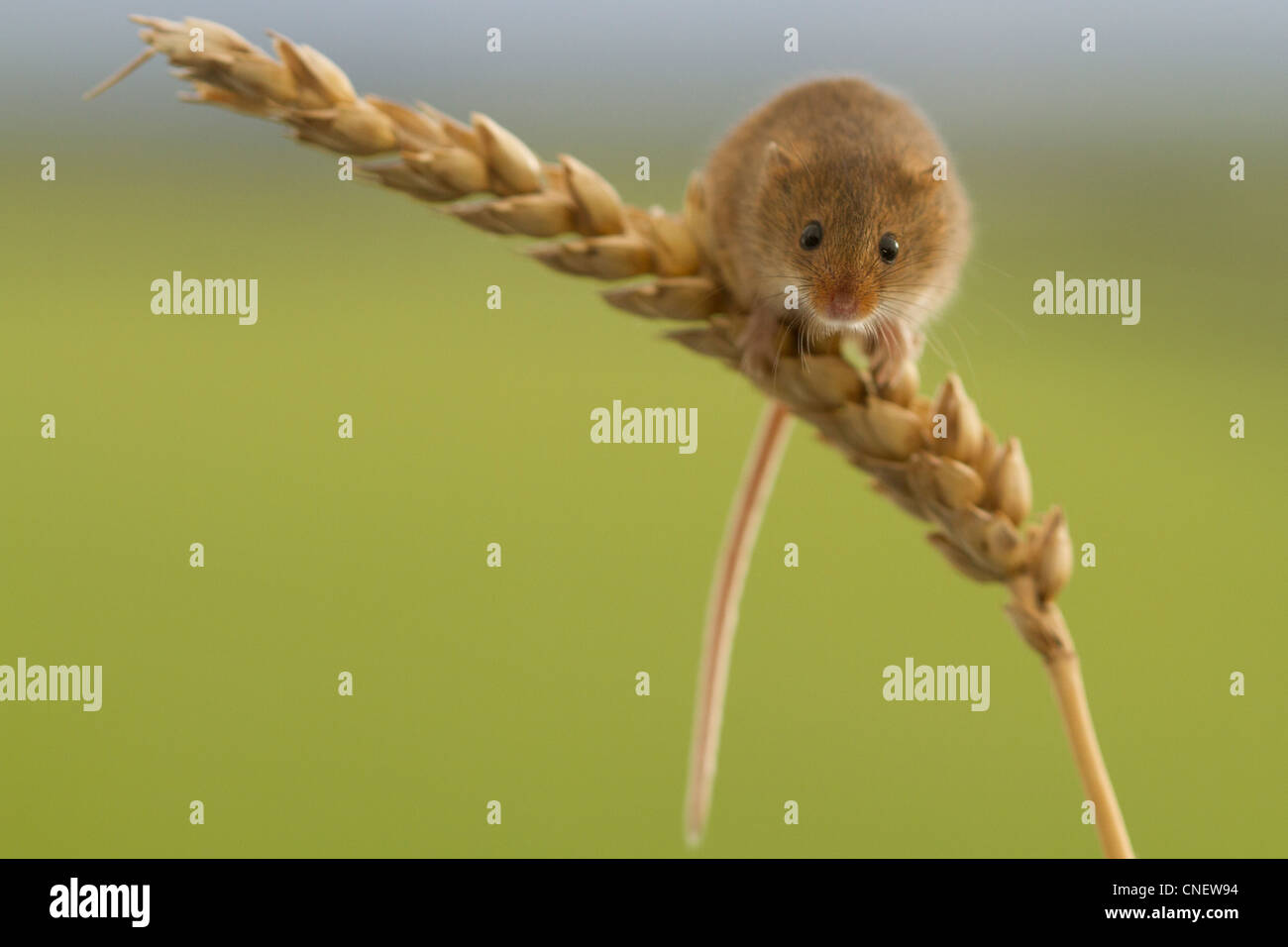 Harvest mouse on corn hi-res stock photography and images - Alamy