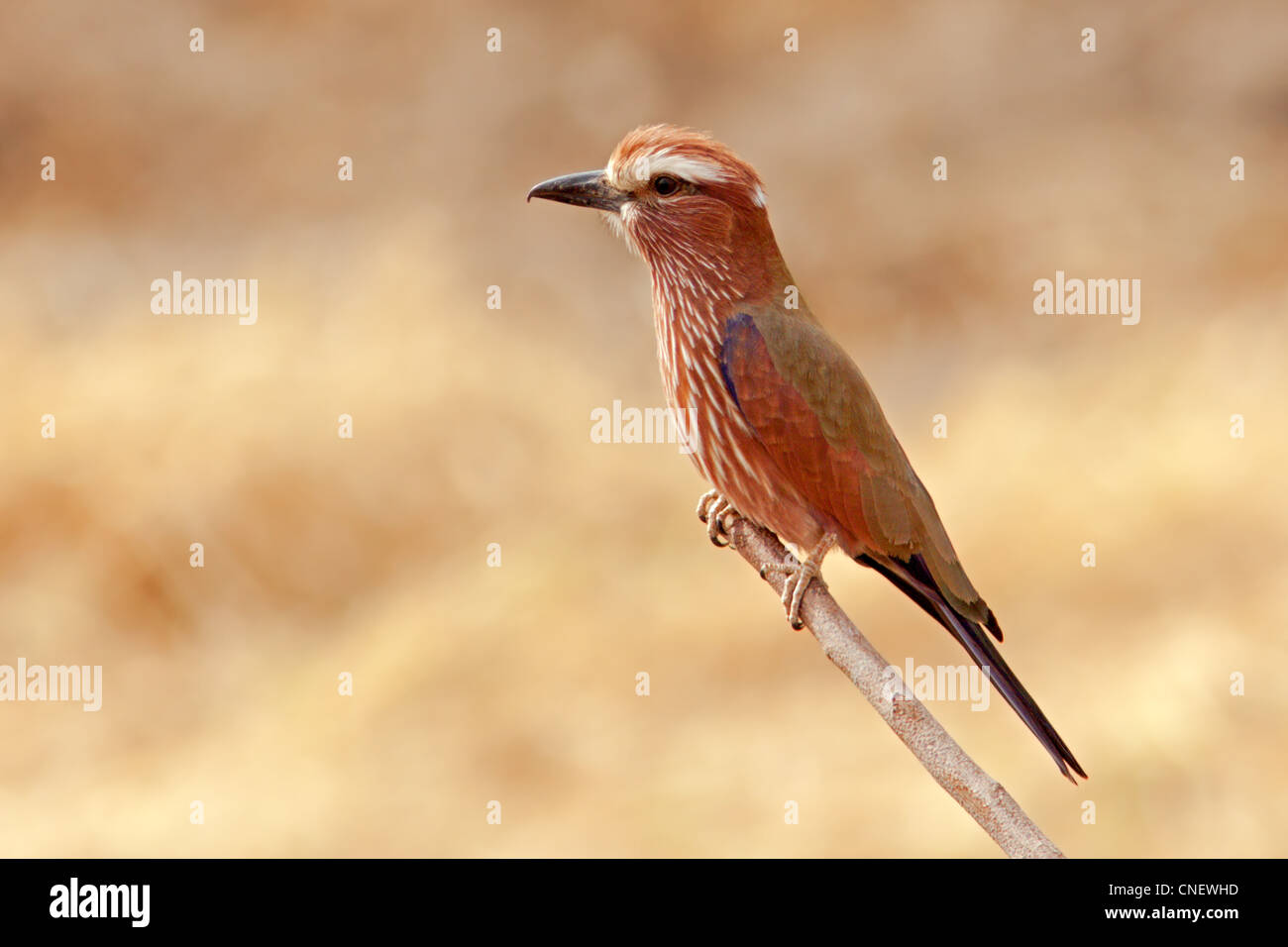 Rufous-crowned Roller Stock Photo