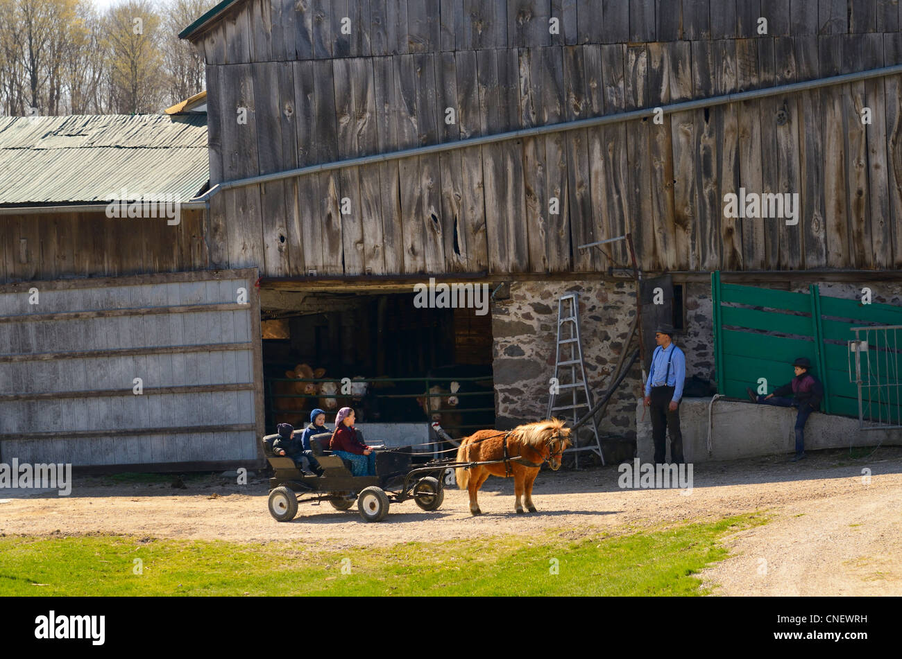 Children going for a pony ride on a Mennonite farm in St Jacobs Village Ontario Canada Stock