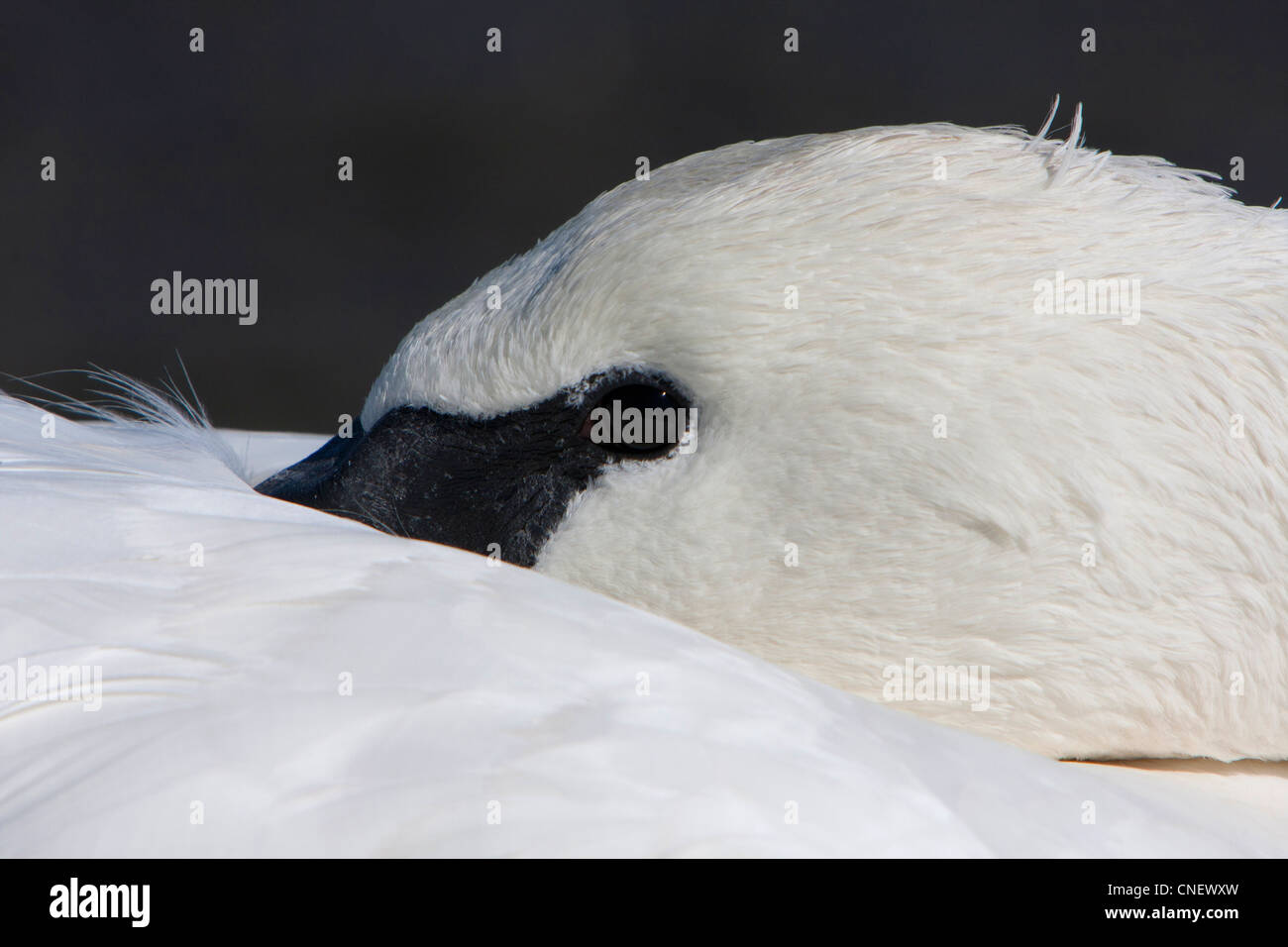 Head shot of a Trumpeter Swan (Cygnus buccinator) resting at Esquimalt Lagoon, Victoria,  BC, Canada in September Stock Photo