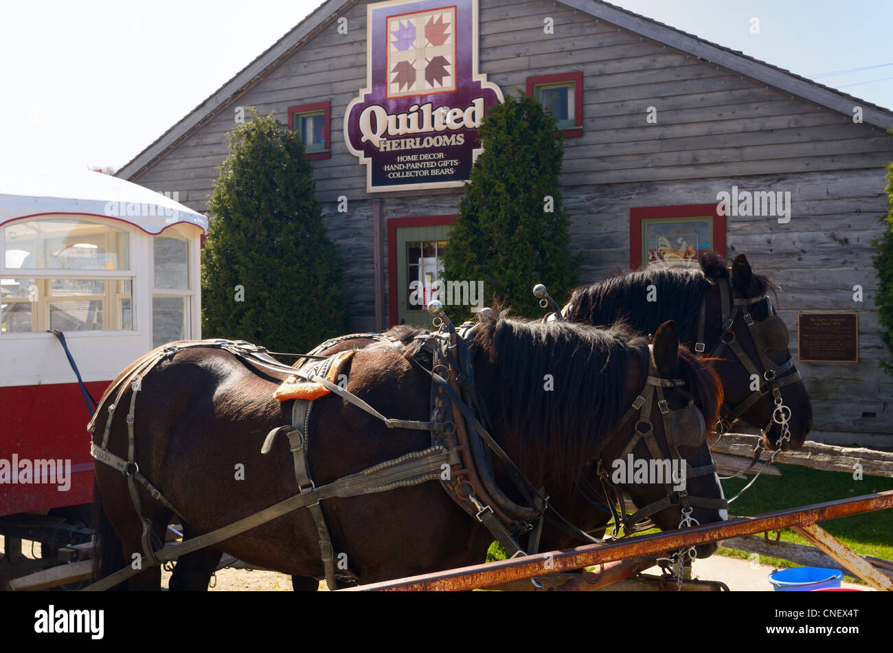 Harnessed work horses for horse drawn carriage rides at the St Jacob Market Ontario Canada Stock Photo