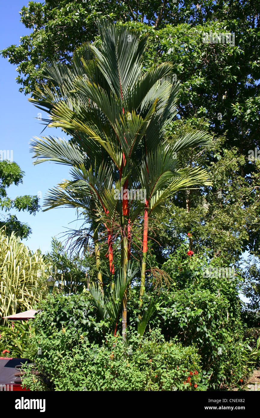 A tropical palm tree in Costa Rica Stock Photo - Alamy