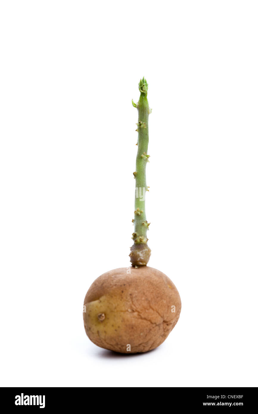 New Life, Potato Bud close up Stock Photo