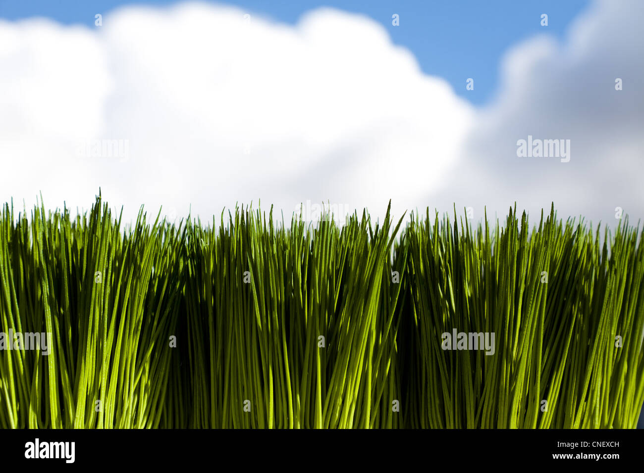 Green Grass and blue sky for background Stock Photo
