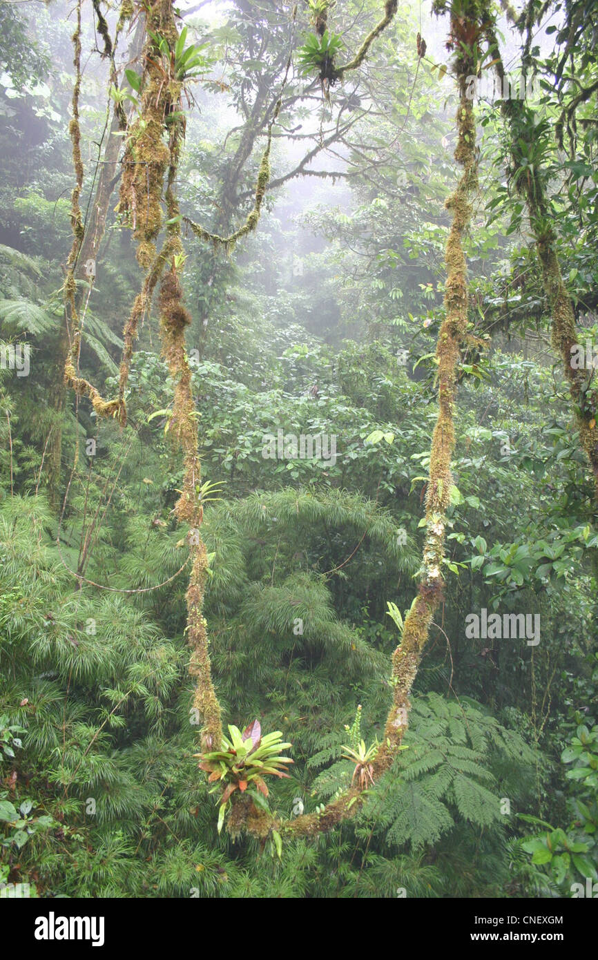The Monteverde Cloud Forest Reserve, a Costa Rican reserve consisting
