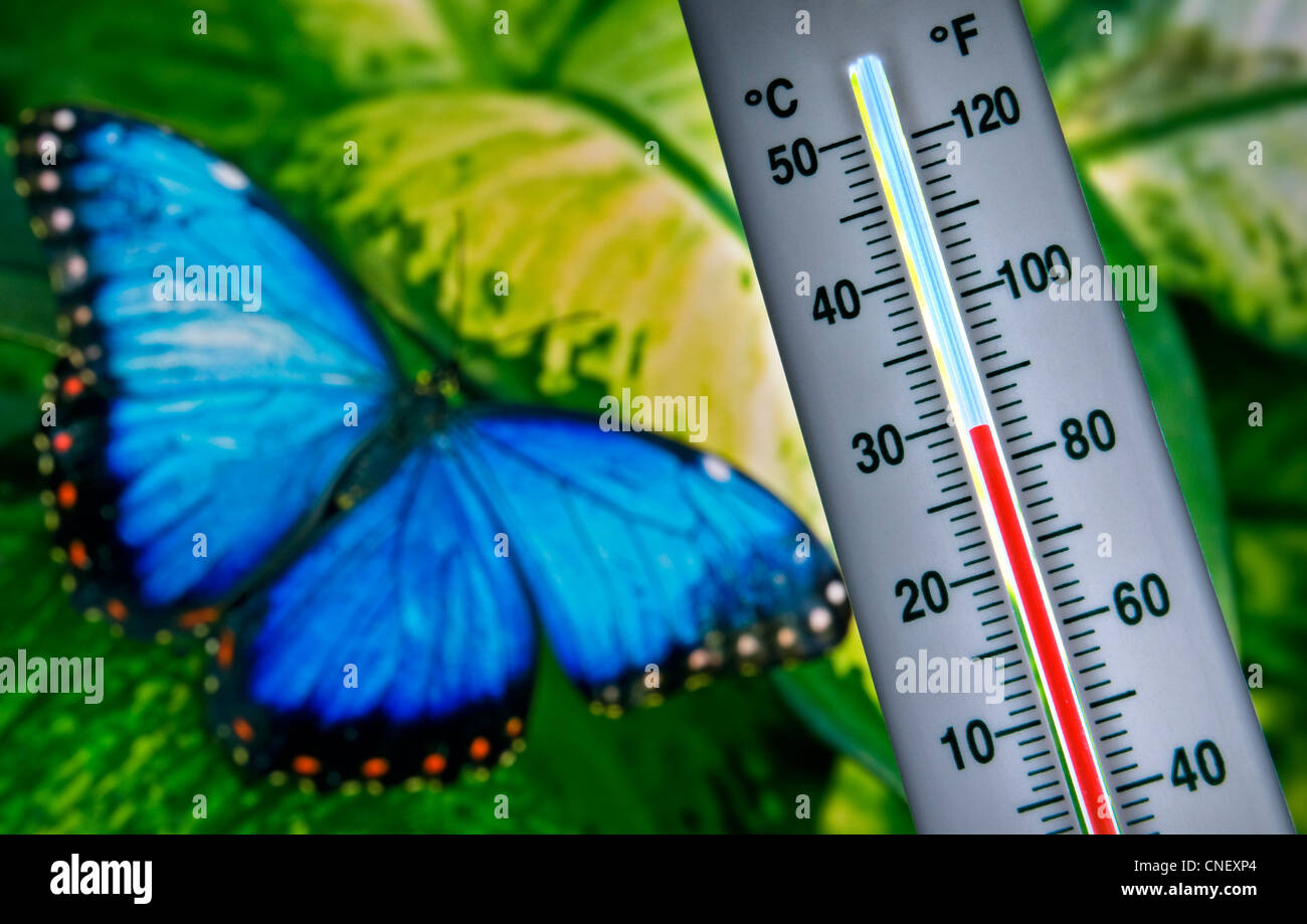 Environment concept / Blue butterfly with thermometer in foreground displaying 29C degrees Stock Photo