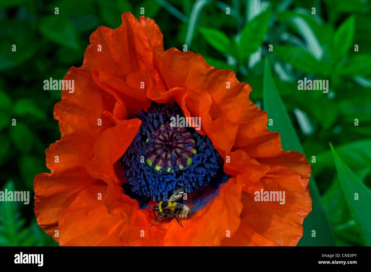 Honey bee gathering pollen from a garden poppy in full bloom Stock Photo