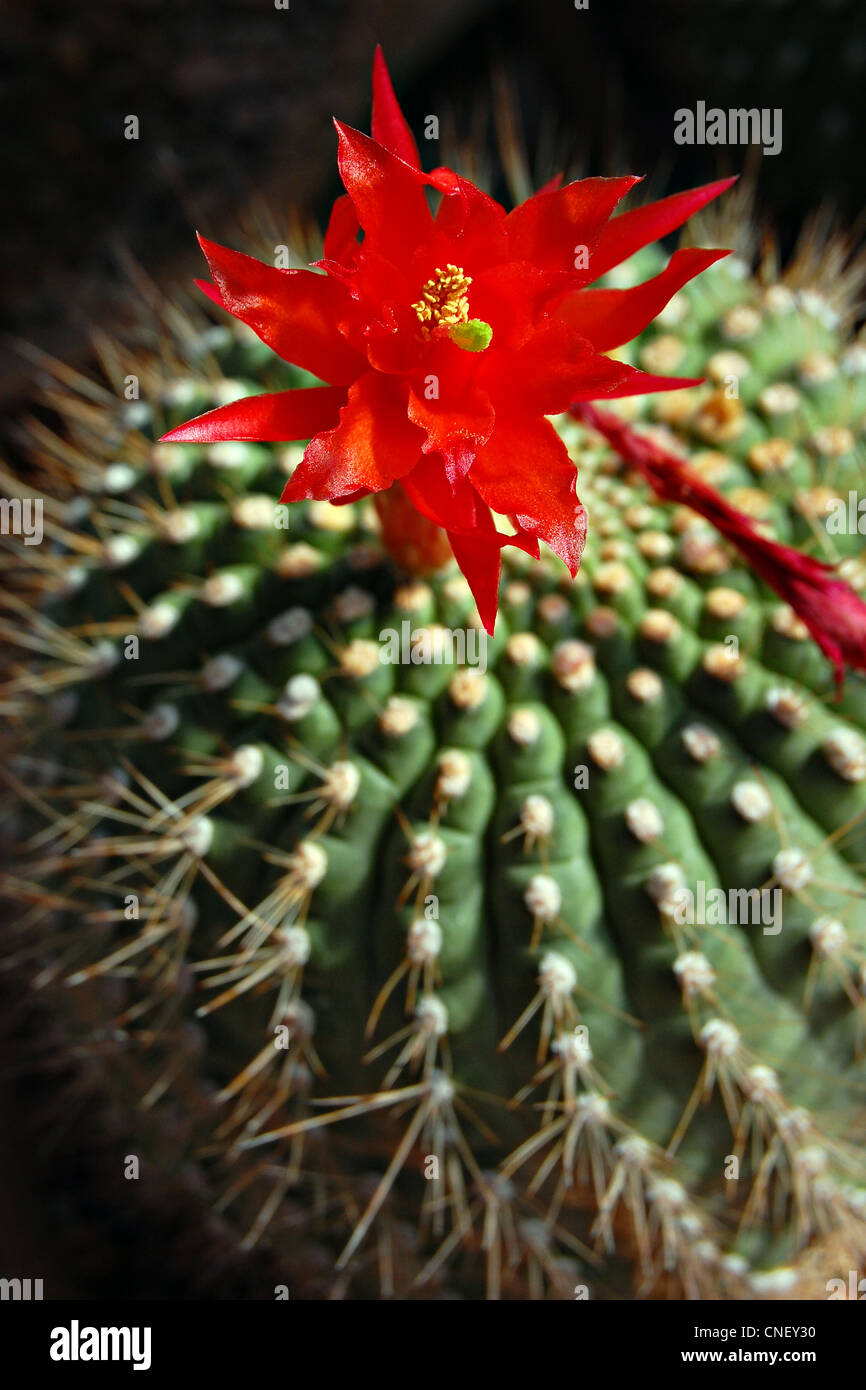 Red Cactus Flower Stock Photo