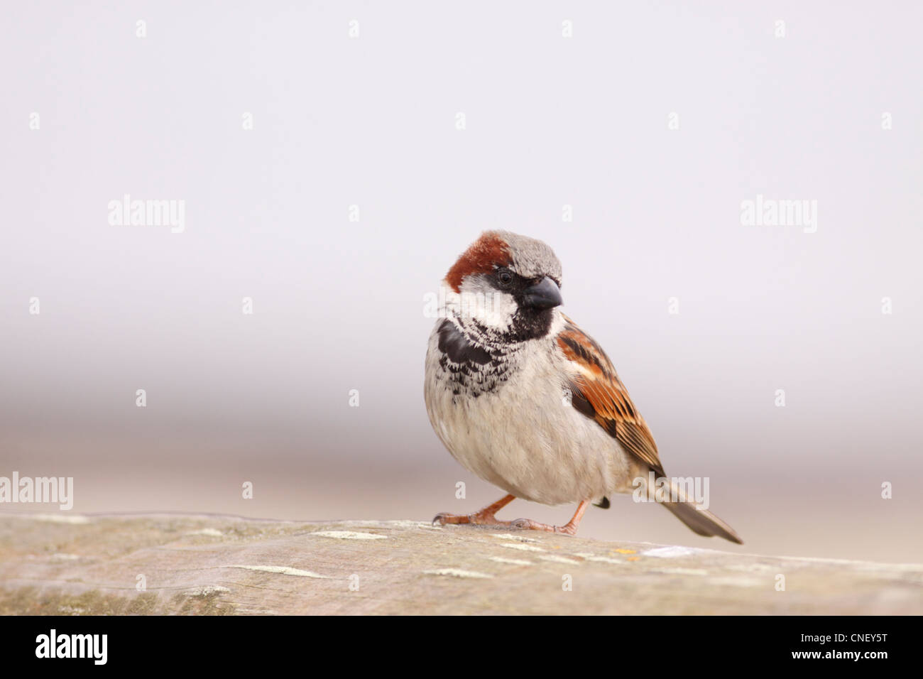 Male House Sparrow, Passer domesticus, UK, Scotland, Highlands Stock Photo