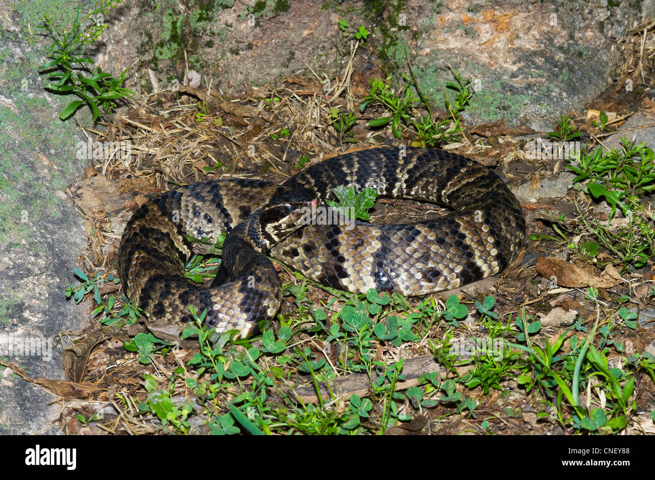 Western Cottonmouth Snake, Agkistrodon Piscivorus leucostoma Stock Photo